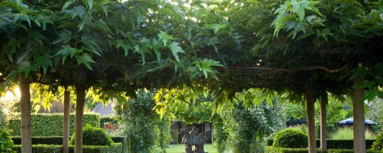 mature pleached liquidambar tree