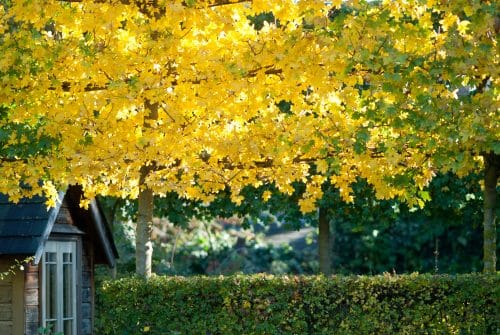Pleached field maple tree in autumn Acer campestre