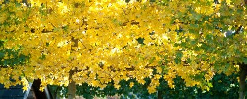 Pleached Field Maple Trees Acer campestre