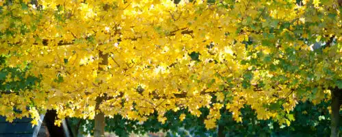 Pleached Field Maple Trees Acer campestre