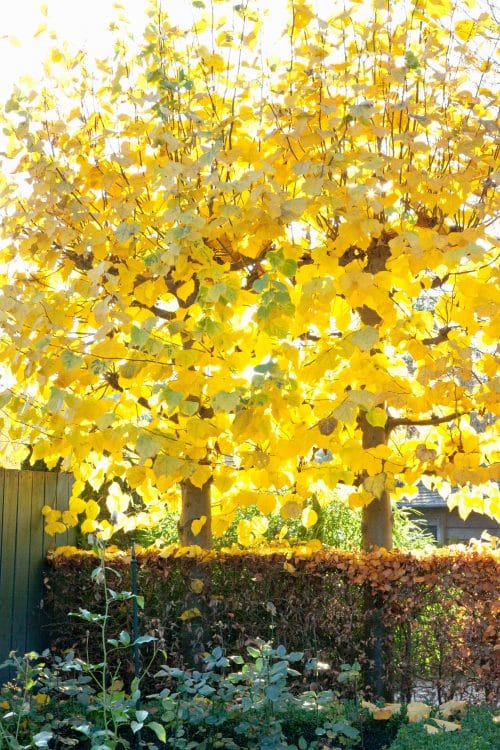 Lime pleached trees in Autumn