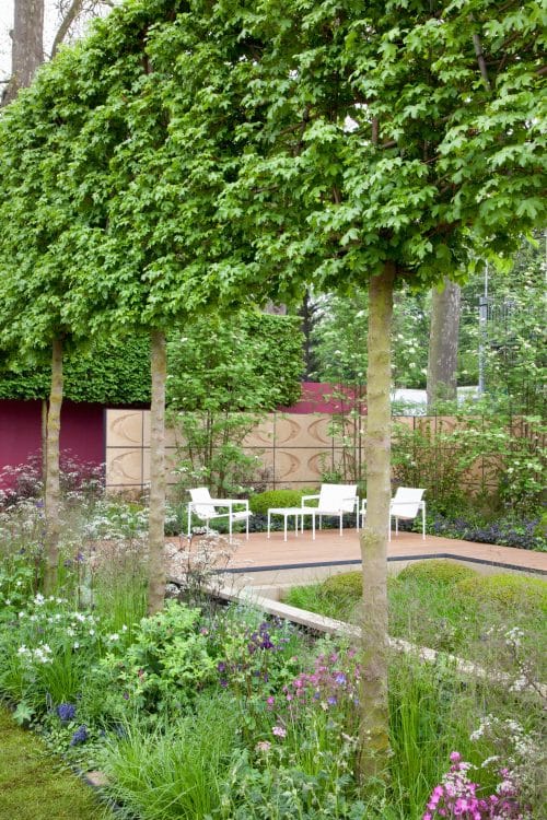 Field maple pleached trees
