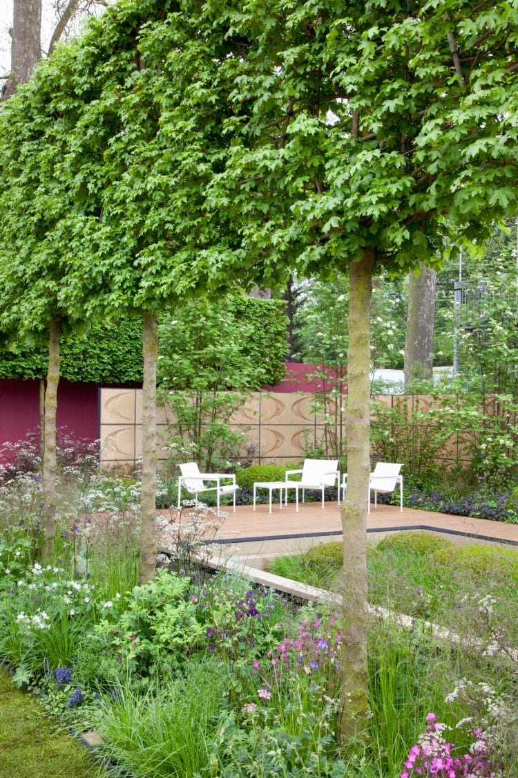 Field maple pleached trees