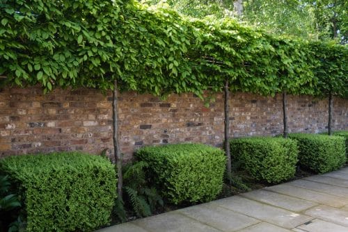 Hornbeam pleached trees