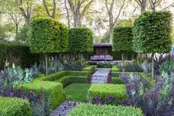 Pleached Trees