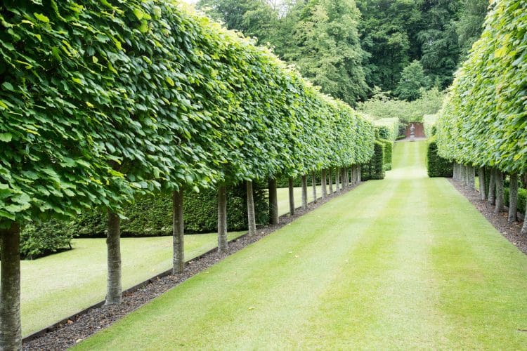 Pleached Lime Trees Tilia x europaea 'Pallida' Hopes Grove Nurseries