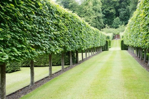Lime pleached trees