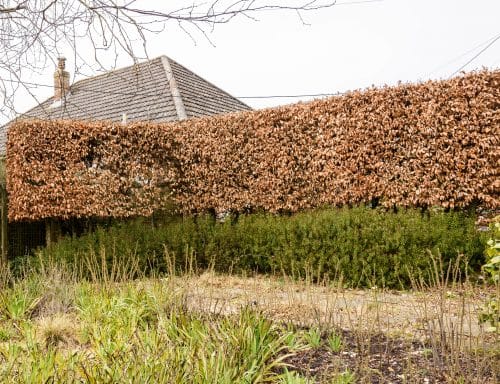 Brown winter foliage on an avenue of pleached Green Beech trees Fagus sylvatica pleached