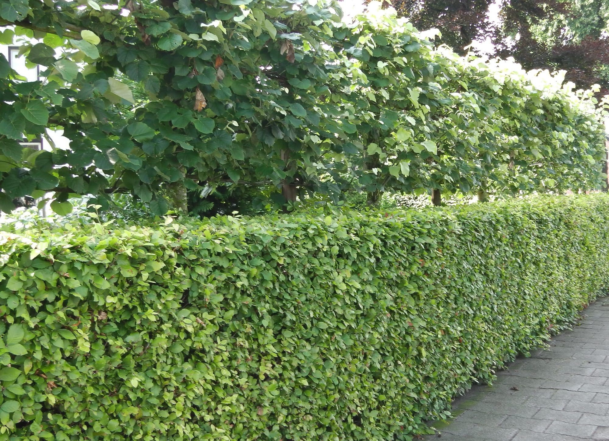 Pleached Lime Trees Tilia x europaea 'Pallida' Hopes Grove Nurseries