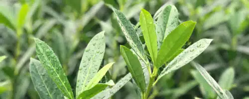 Pleached Caucasian Laurel Prunus laurocerasus Caucasica