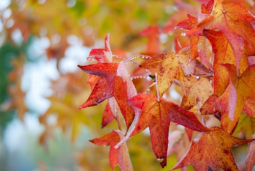autumn leaf detail on pleached liquidambar tree