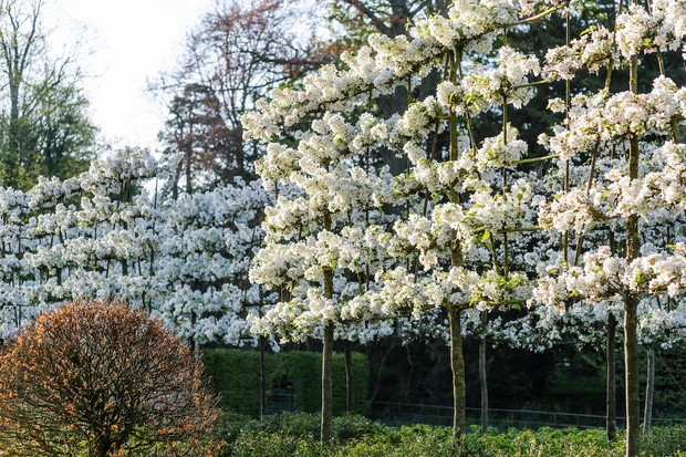 Pleached Evereste Crabapple Malus Evereste pleached in flower