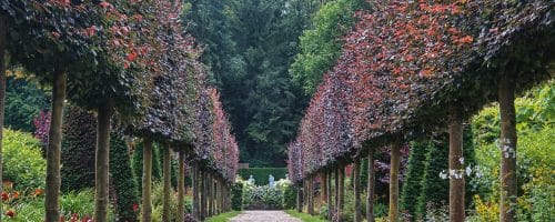 Avenue of pleached Purple Beech trees Fagus sylvativa Purpurea pleached