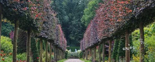 Avenue of pleached Purple Beech trees Fagus sylvativa Purpurea pleached