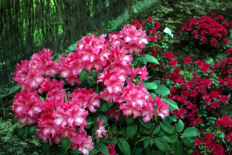 Wilgens Surprise Hybrid Rhododendron