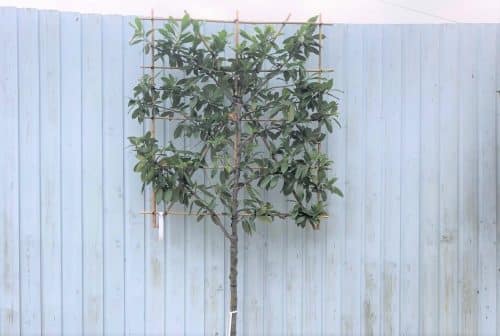 Pleached evergreen cherry laurel tree Prunus laurocerasus rotundifolia