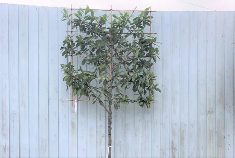 Pleached evergreen cherry laurel tree Prunus laurocerasus rotundifolia