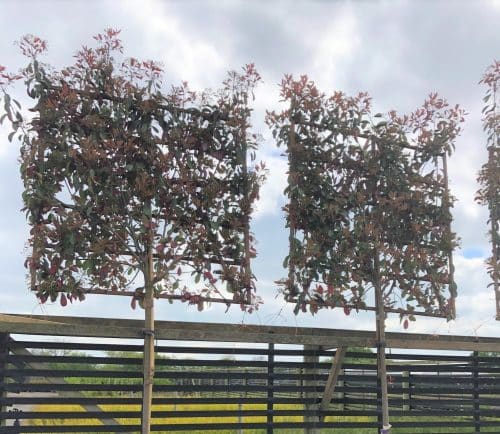 pleached photinia red robin trees
