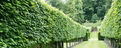 pleached common lime trees Tilia Europea Pallida