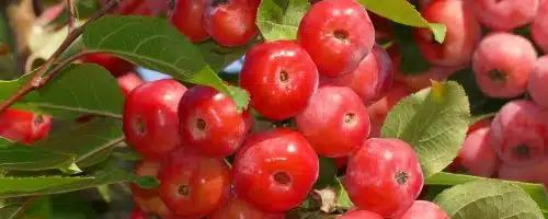 Pleached Red Sentinel Crabapple trees Malus Red Sentinel pleached