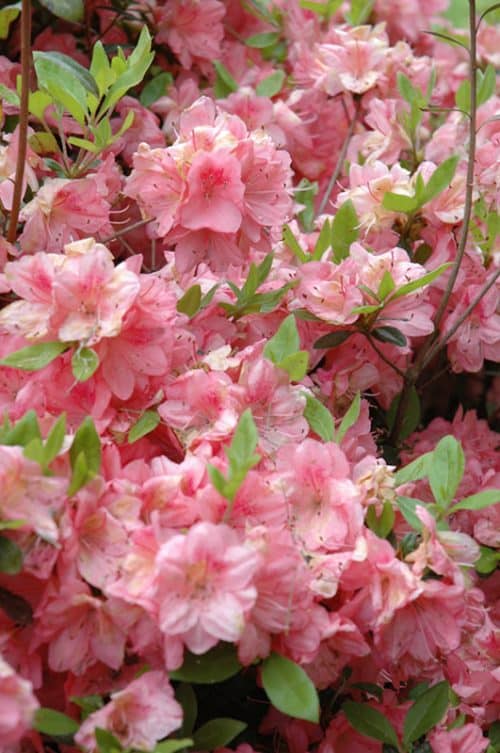 Blaauws Pink Evergreen Azalea in flower