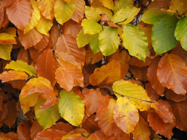 Autumnal foliage of green, yellow and brown on a pleached Green Beech tree Fagus sylvatica pleached