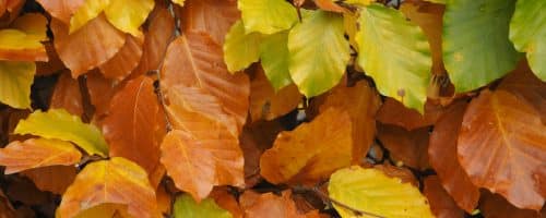 Pleached Green Beech trees Fagus sylvatica pleached