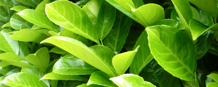 Pleached cherry Laurel Trees Prunus laurocerasus Rotundifolia