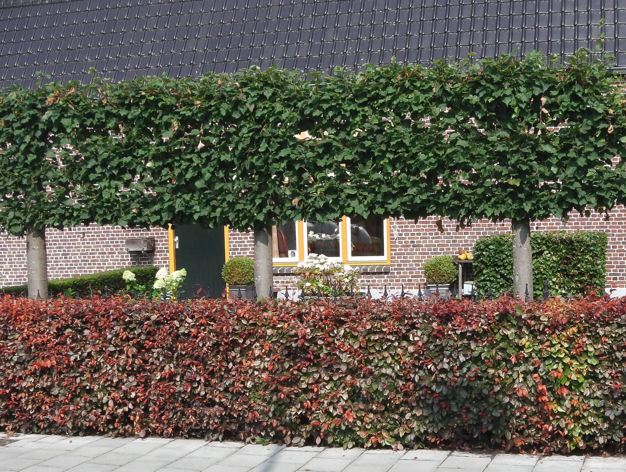 Pleached Lime Trees Tilia x europaea 'Pallida' Hopes Grove Nurseries