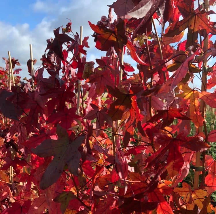 Autumn leaf colour on pleached tree of liquidambar
