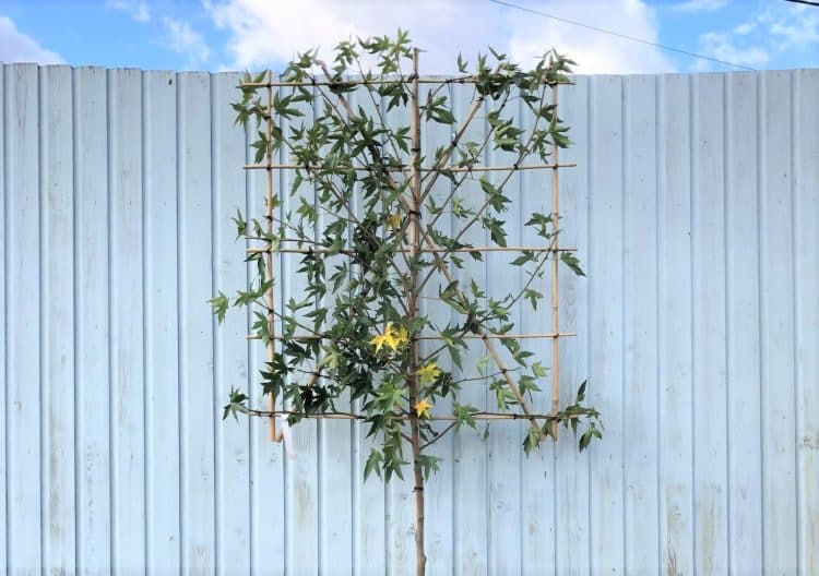 fresh pleached liquidambar tree