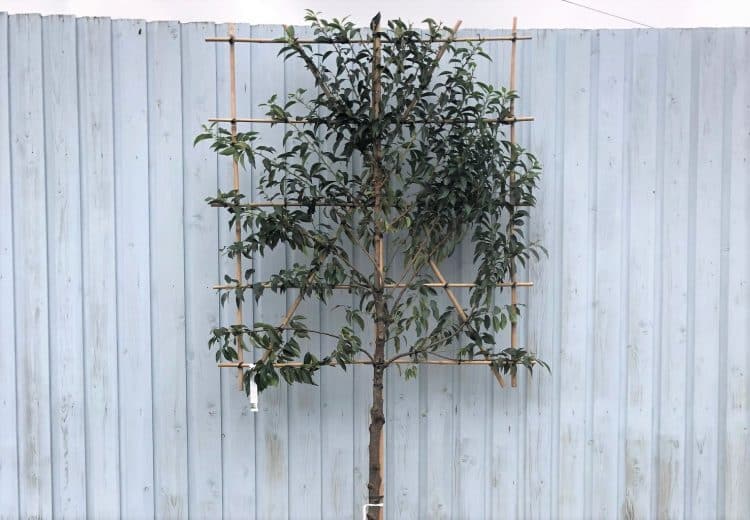 Pleached portugal laurel prunus lusitanica angustifolia