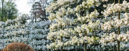 Pleached Evereste Crabapple Malus Everest pleached trees