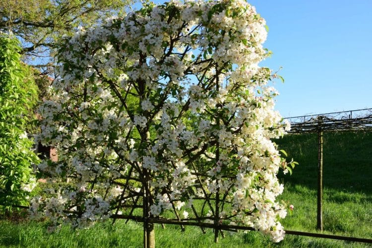 Pleached Crabapple Red Sentinel Tree in flower Malus Red Sentiinel Pleached