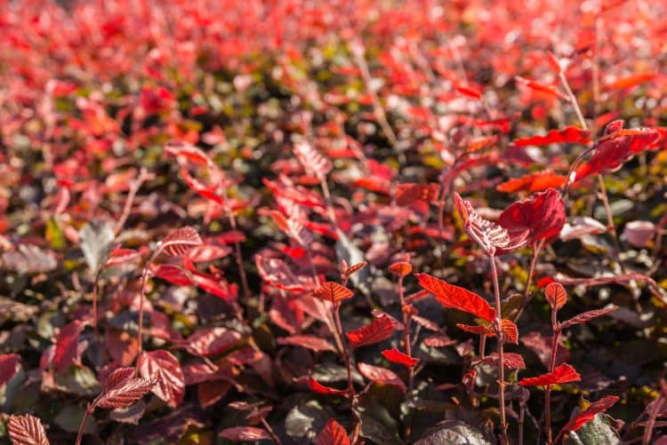 Close up of red young growth on pleached Purple Beech tree Fagus sylvatica Purpurea