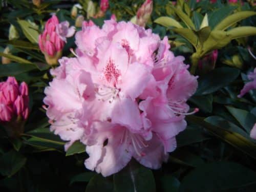 Albert Schweitzer Hybrid Rhododendron