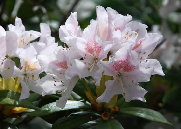 Cunninghams Blush Hybrid Rhododendron