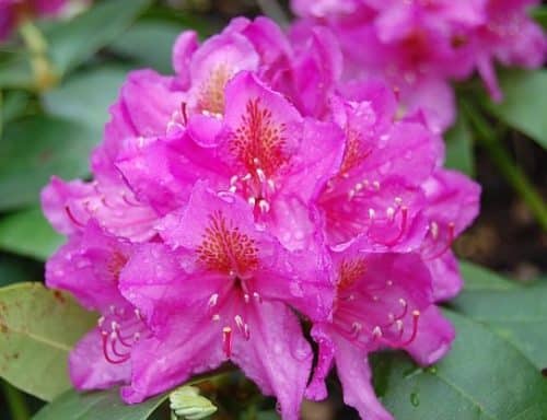 Delta Hybrid Rhododendron
