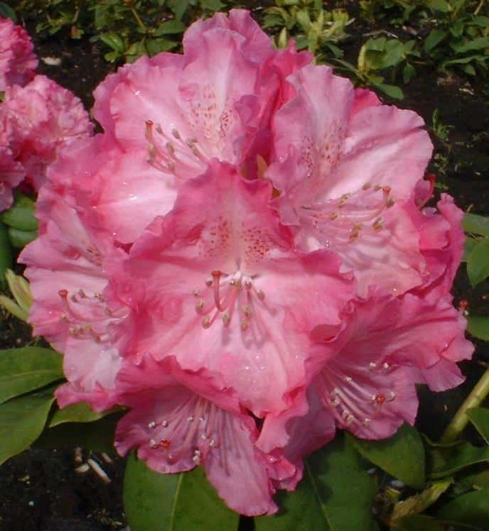 Germania Hybrid Rhododendron