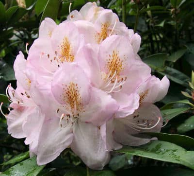 Gomer Waterer Hybrid Rhododendron
