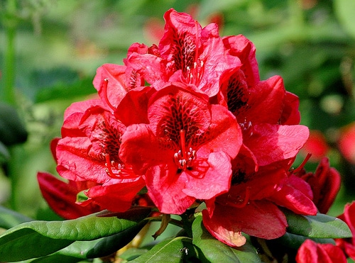 Lord Roberts Hybrid Rhododendron