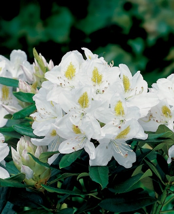 Madame Masson Hybrid Rhododendron