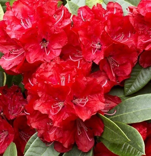 Markeetas Prize Hybrid Rhododendron