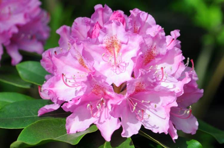 Ponticum Roseum Elegans Hybrid Rhododendron