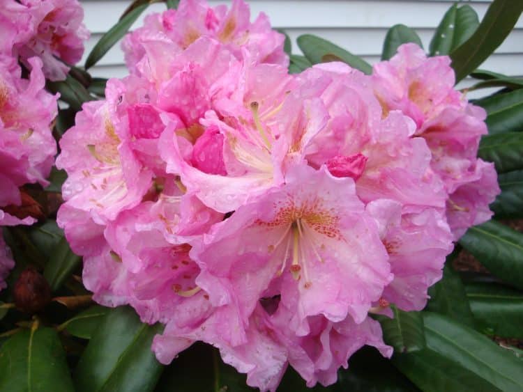 Scintillation Hybrid Rhododendron