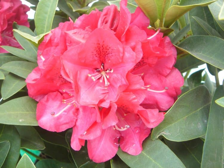 Wilgens Ruby Hybrid Rhododendron