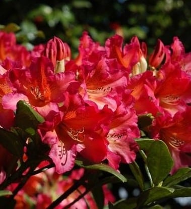 Scyphocalix Hybrid Rhododendron