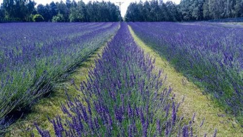 Lavender Phenomenal Hedging