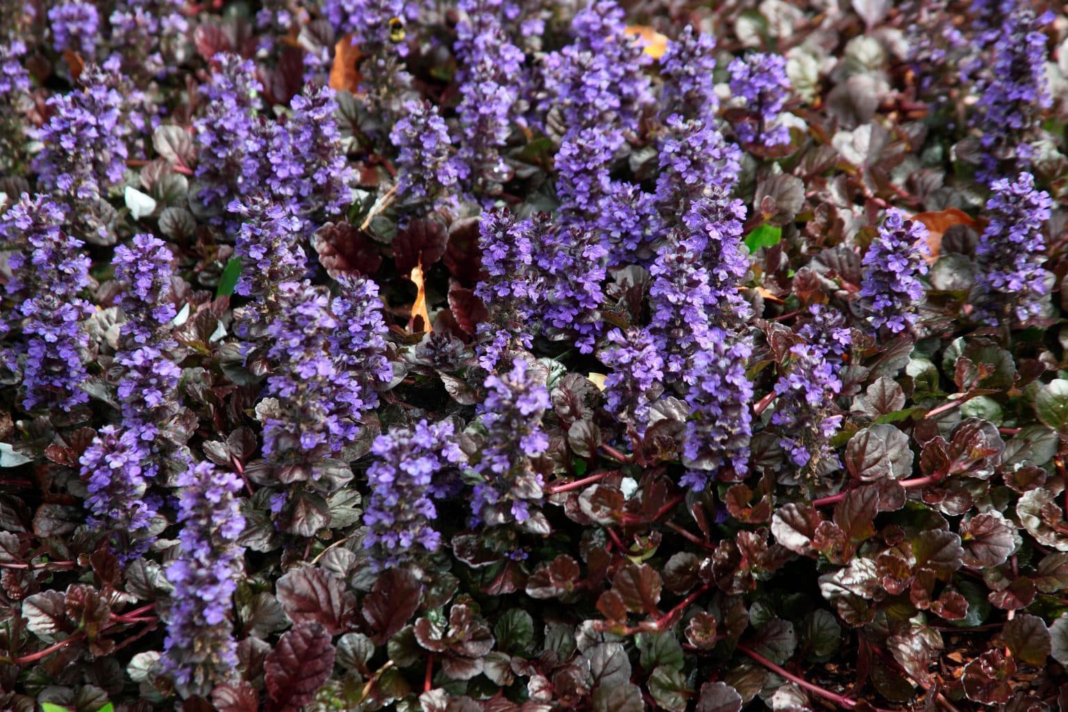 Ajuga Black Scallop Bugle Ground Cover Hopes Grove Nurseries