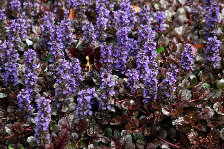 Ajuga Ground Cover Plants Bugle Hopes Grove Nursery Ajuga Ground Cover Plants Bugle, Is Ajuga A Good Ground Cover
